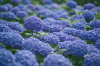 Hortensias azules y violetas, una bola nítida a la izquierda en un mar de flores, tapiz impreso en tela – azul y verde