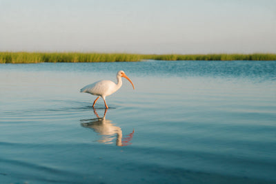 Weisser Ibis mit orangem Schnabel im flachen Türkiswasser einer Lagune, als Wandtuch, auf Stoff gedruckt – Türkis und Grün