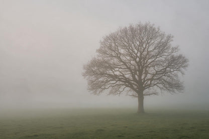 Roble desnudo como árbol solitario a la derecha en niebla gris sobre prado verde musgo, tapiz impreso en tela – gris y verde