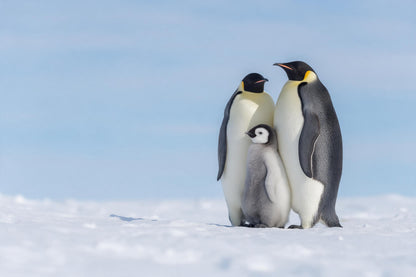 Zwei Kaiserpinguine mit grauem Küken rechts im Schnee vor hellem Himmel, als Wandtuch, auf Stoff gedruckt – Weiss und Blau