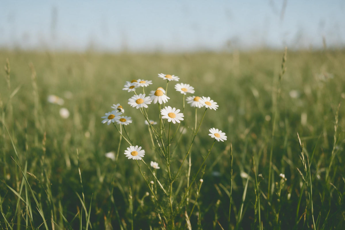 Weisse Kamillenblüten mit gelber Mitte leicht links auf grüner Sommerwiese, als Wandtuch, auf Stoff gedruckt – Weiss und Grün