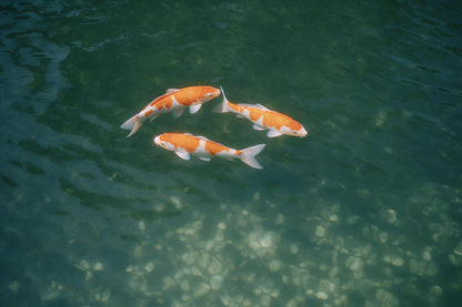 Three orange and white koi carp in clear green water above pale pebbles, tapestry printed on fabric – deep green