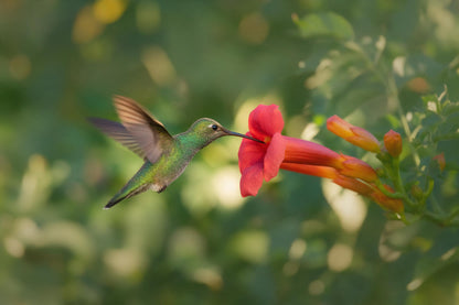 Colibri à gauche devant une fleur rouge en trompette, feuillage flou, tenture murale imprimée sur tissu – vert et rouge