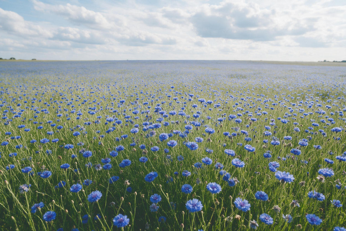 Kornblumenfeld in sattem Blau bis zum Horizont unter Wolken, als Wandtuch, auf Stoff gedruckt – Blau und Grün