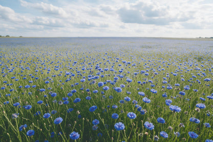Kornblumenfeld in sattem Blau bis zum Horizont unter Wolken, als Wandtuch, auf Stoff gedruckt – Blau und Grün