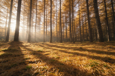 Lärchenwald im Gegenlicht mit goldenem Nadelteppich und Lichtstrahlen, als Wandtuch, auf Stoff gedruckt – Gold und Grün