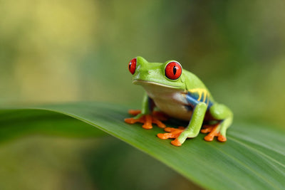 Green tree frog with red eyes right of center on a leaf, tapestry printed on fabric – green and red