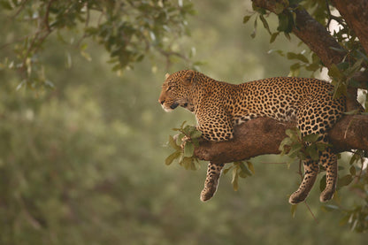 Leopard lying relaxed on a thick branch on the right among green foliage, tapestry printed on fabric – gold and green