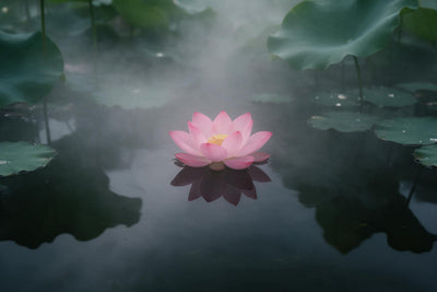 Lotus rose sur un étang calme et sombre dans la brume du matin, tenture murale imprimée sur tissu – rose et vert