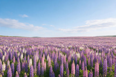 Amplio campo de lupinos violeta, rosa y blanco hasta el horizonte bajo un cielo azul de verano, tapiz impreso en tela