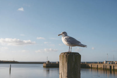 Silbergraue Möwe auf altem Holzpfahl im Hafen vor ruhigem Wasser, als Wandtuch, auf Stoff gedruckt – Grau und Blau