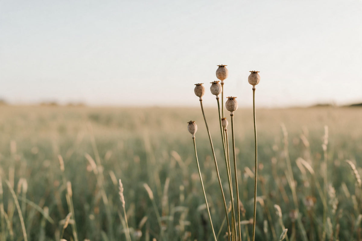 Cápsulas de amapola secas sobre tallos altos ante pradera suave y cielo, tapiz impreso en tela – marrón y verde