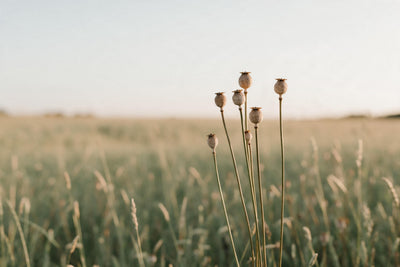 Cápsulas de amapola secas sobre tallos altos ante pradera suave y cielo, tapiz impreso en tela – marrón y verde