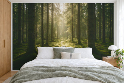 Tela impresa XXL: bosque de abetos musgoso con luz dorada y sendero, cubriendo la pared tras la cama