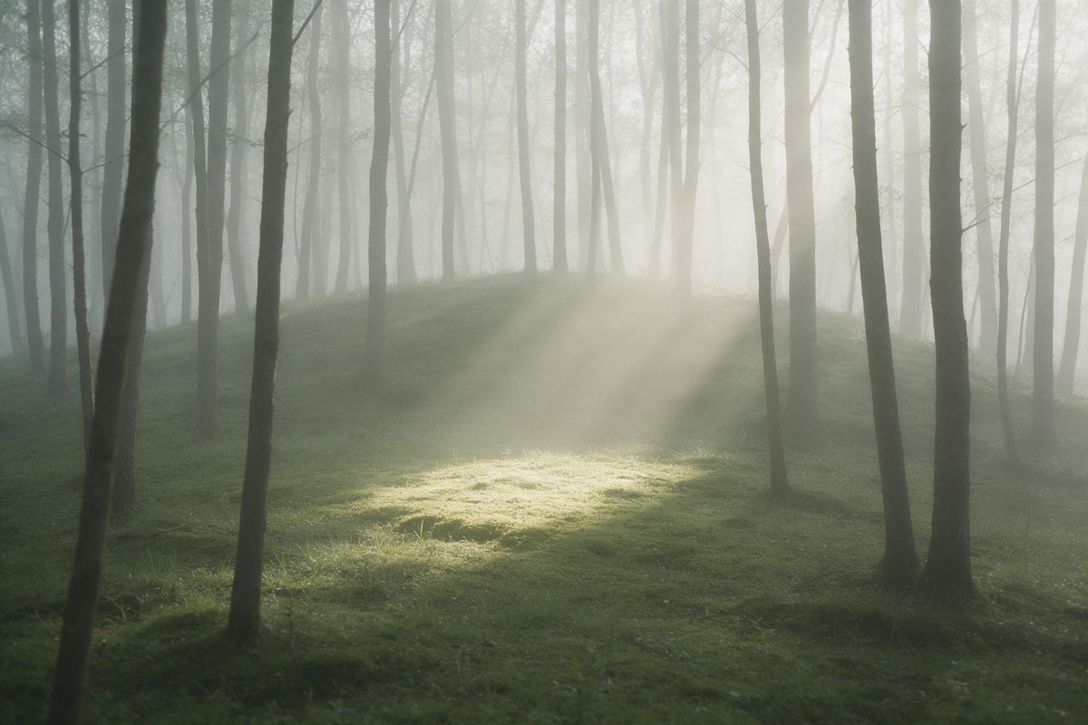 Nebelwald mit schlanken Stämmen und Lichtstrahlen auf moosgrünem Hügel, als Wandtuch, auf Stoff gedruckt – Grün und Grau