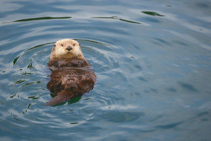 Otter treibt auf dem Rücken links im blaugrünen Wasser mit Wasserringen, als Wandtuch, auf Stoff gedruckt – Blau und Braun