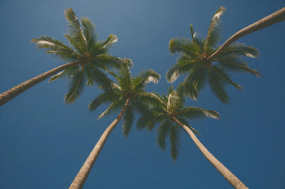 Palmenkronen aus der Froschperspektive vor tiefblauem Himmel, als Wandtuch, auf Stoff gedruckt – Blau und Grün