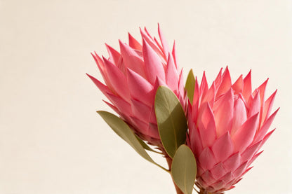 Zwei rosa Protea-Blüten mit olivgrünen Blättern rechts der Mitte vor Creme, als Wandtuch, auf Stoff gedruckt – Rosa und Grün