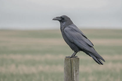 Rabe sitzt seitlich auf einem alten Holzpfahl vor weitem, unscharfem Feld, als Wandtuch, auf Stoff gedruckt – Grau und Grün