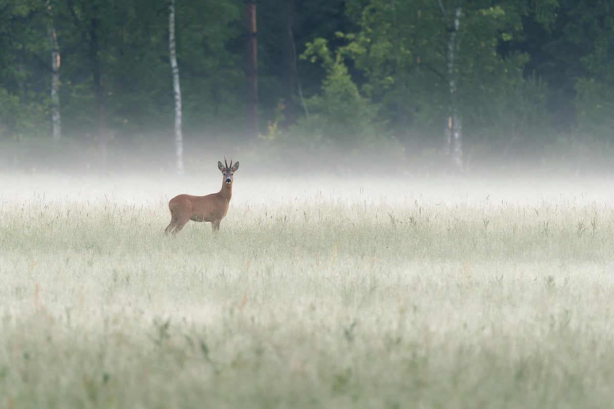 Reh am Waldrand im lichten Bodennebel auf der Wiese, als Wandtuch, auf Stoff gedruckt – Grün und Braun