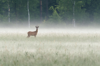 Reh am Waldrand im lichten Bodennebel auf der Wiese, als Wandtuch, auf Stoff gedruckt – Grün und Braun