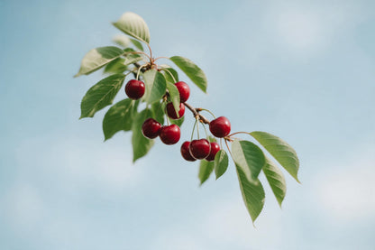 Dunkelrote Kirschen an belaubtem Zweig links der Mitte vor hellblauem Himmel, als Wandtuch, auf Stoff gedruckt – Rot und Grün