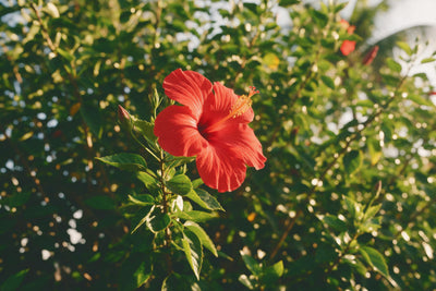 Hibisco rojo con estambre amarillo a la izquierda del centro ante follaje verde intenso, tapiz impreso en tela – rojo y verde