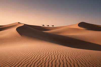 Dunes du désert, trois chameaux sur la crête, chaude lumière du soir, tenture murale imprimée sur tissu – or sable et bleu