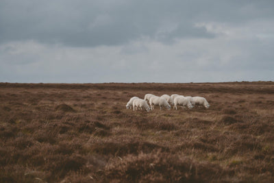 Weisse Schafe grasen auf weiter brauner Heide unter grauen Wolken, als Wandtuch, auf Stoff gedruckt – Braun, Weiss und Grau