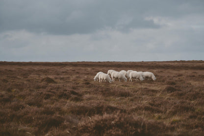 White sheep grazing on a wide brown heath under grey clouds, tapestry printed on fabric – brown, white and grey
