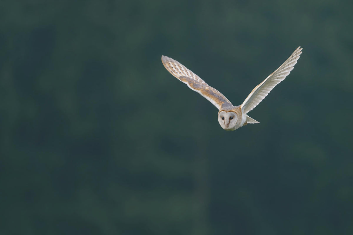 Schleiereule im Flug mit ausgebreiteten Flügeln vor unscharfem Tannenwald, als Wandtuch, auf Stoff gedruckt – Creme und Grün