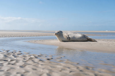 Foca en banco de arena claro en la marisma con agua poco profunda y cielo amplio, tapiz impreso en tela – beige y azul