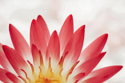 Rote Seerosenblüte in Nahaufnahme, Blütenblätter wie eine aufgehende Sonne, als Wandtuch, auf Stoff gedruckt – Rot und Gelb