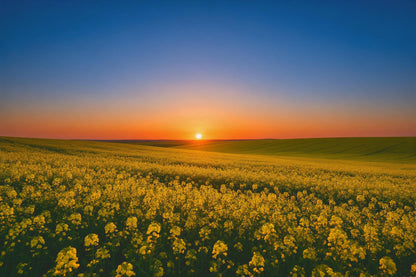 Soleil levant sur champ de colza en fleurs en jaune et orange, tenture murale imprimée sur tissu – bleu et jaune