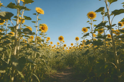 Champ de tournesols aux hautes têtes jaunes sous ciel bleu, tenture murale imprimée sur tissu – jaune et bleu
