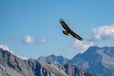 Aigle royal ailes déployées un peu à droite sur des crêtes rocheuses, tenture murale imprimée sur tissu – brun et bleu