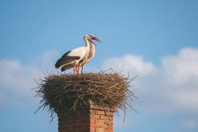 Storchenpaar mit roten Schnäbeln im Reisignest auf altem Backsteinschornstein, als Wandtuch, auf Stoff gedruckt – Weiss, Blau
