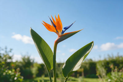 Orange-blaue Strelitzie mit zwei grünen Blättern vor hellblauem Himmel, als Wandtuch, auf Stoff gedruckt – Orange und Grün