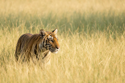 Tigre a la izquierda entre la hierba alta y dorada sobre fondo verde suave, tapiz impreso en tela – naranja y amarillo