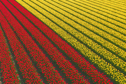 Tulpenfeld aus der Luft: rote und gelbe Tulpen in diagonalen Streifen, als Wandtuch, auf Stoff gedruckt – Rot und Gelb