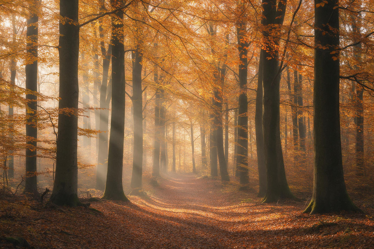 Autumn forest with leafy path and rays of light in morning mist among beeches, tapestry printed on fabric – gold and orange