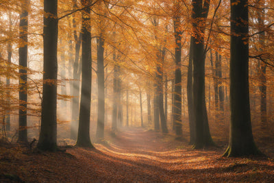 Autumn forest with leafy path and rays of light in morning mist among beeches, tapestry printed on fabric – gold and orange
