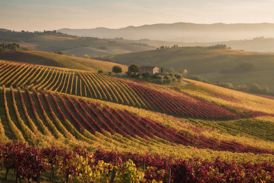 Weinberge mit roten und goldenen Rebreihen und Steinhaus im Herbstlicht, als Wandtuch, auf Stoff gedruckt – Weinrot und Gold