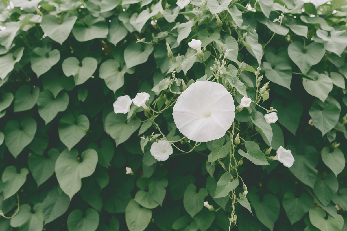 White moonflower blossoms with a large bloom right of centre, tapestry printed on fabric – white and green