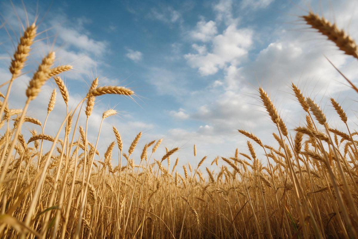 Weizenfeld mit kniehohen Ähren vor weitem blauem Wolkenhimmel, als Wandtuch, auf Stoff gedruckt – Gold und Blau