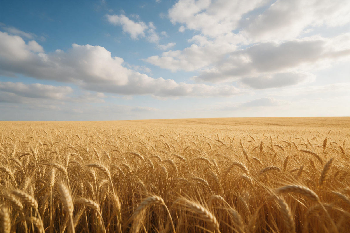 Weizenfeld mit goldenen Ähren unter weissen Cumuluswolken, als Wandtuch, auf Stoff gedruckt – Gelb und Blau