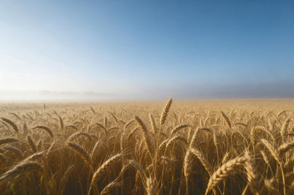 Campo de trigo con espigas doradas y bruma en el horizonte, tapiz impreso en tela – dorado y azul