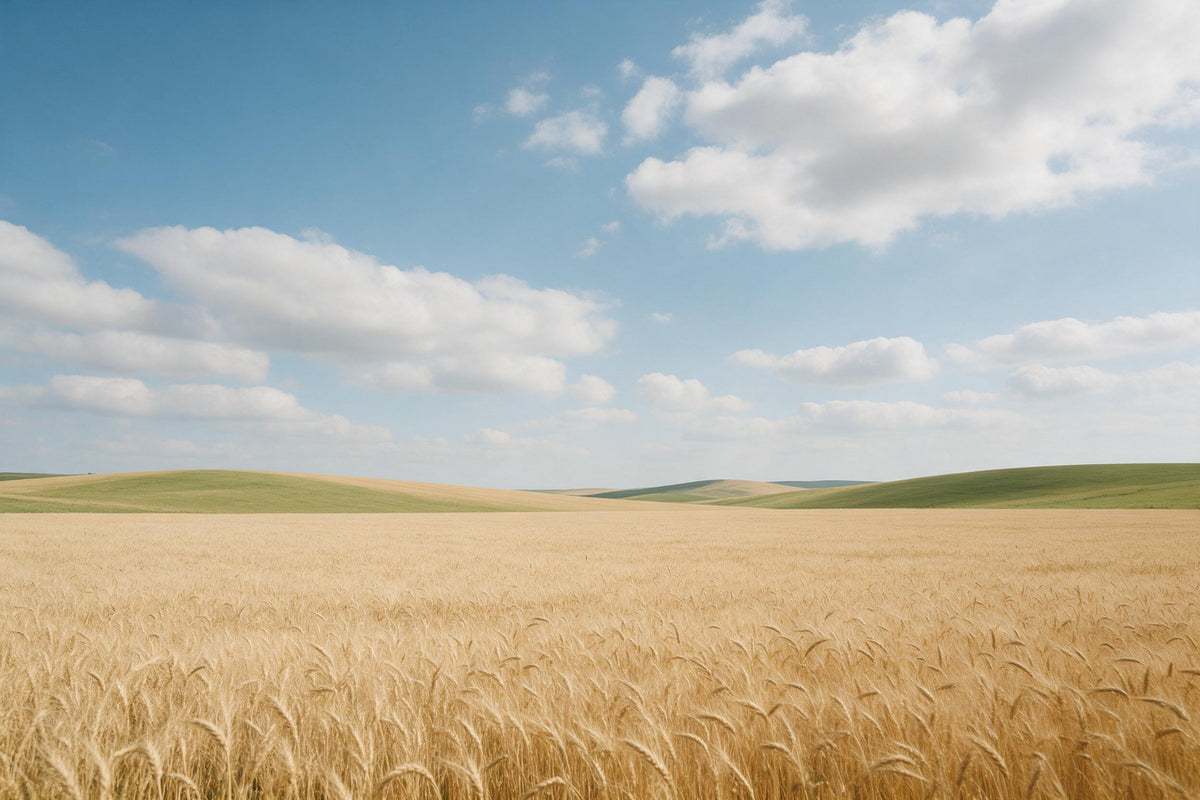 Campo de trigo bajo cielo azul con nubes y cúmulos blancos, tapiz impreso en tela – azul y amarillo