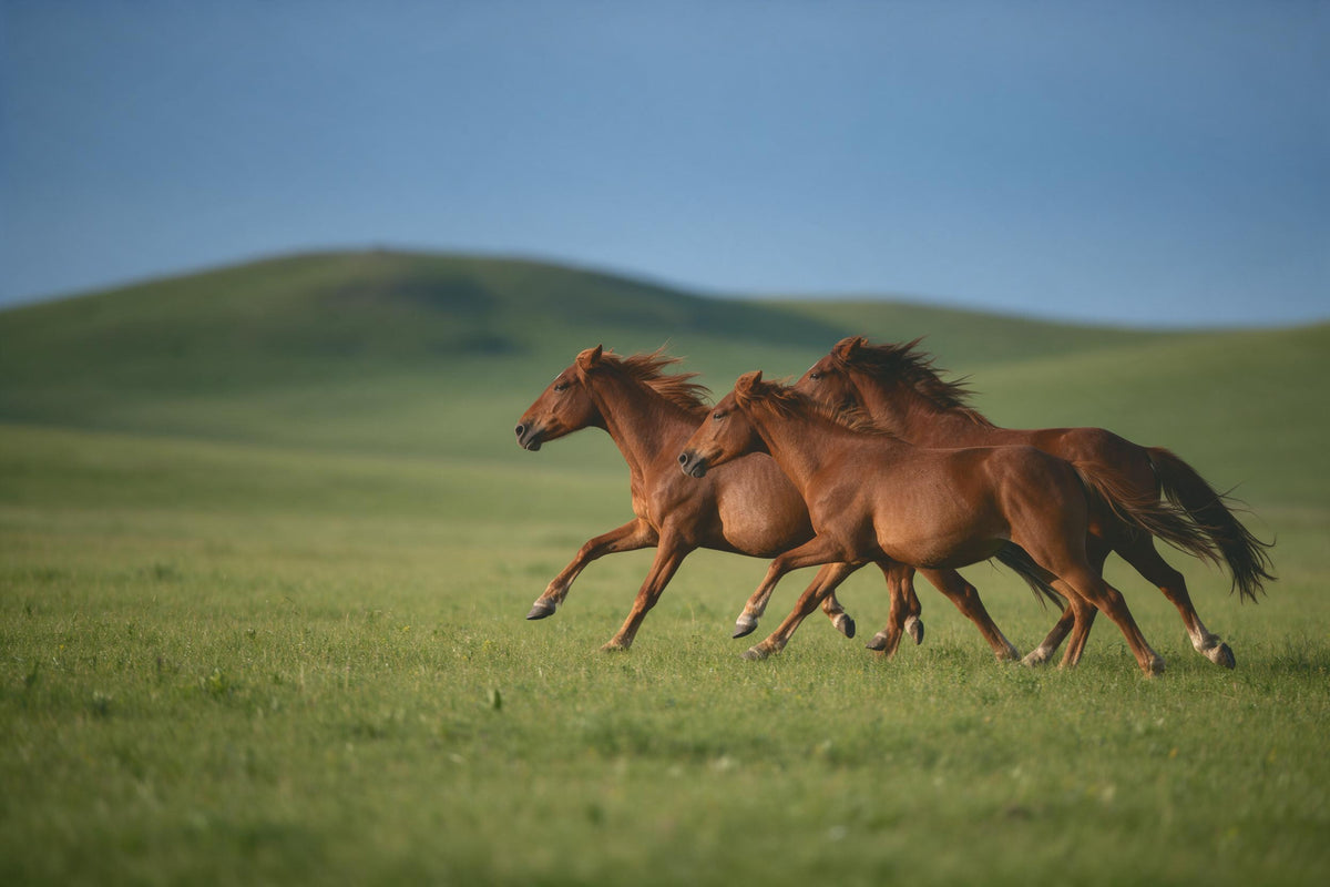 Tres caballos salvajes marrones galopan por un prado verde ante suaves colinas, tapiz impreso en tela – marrón, verde
