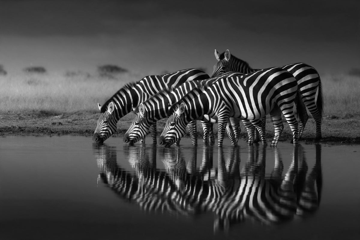 Zebras trinken am stillen Wasserloch, ihre Streifen spiegeln sich im Wasser, als Wandtuch, auf Stoff gedruckt – Schwarz-Weiss